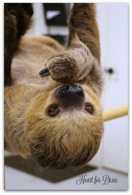 Chewbacca, Sloth Experience at Hattiesburg, MS Zoo | Sloth experience ...