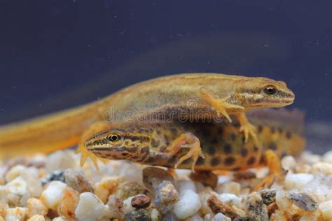 The Smooth Newt, Northern Smooth Newt or Common Newt (Lissotriton Vulgaris) Couple Underwater in ...