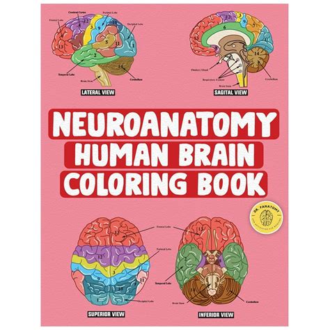 Brain Anatomy Coloring Page