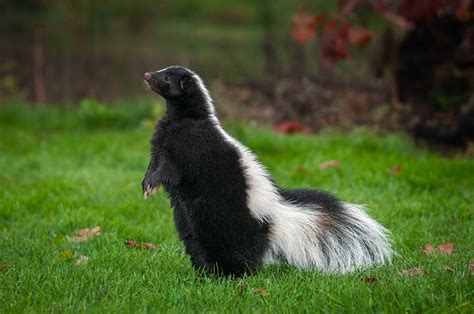 40 Skunk Facts About This Misunderstood Critter - Facts.net