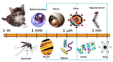 Nanometre Nedir? Nerelerde Kullanılır? 1 Metre Kaç Nanometredir? » TechWorm