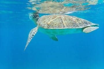 Caneel Bay Kayak, Hike, & Snorkel Tour | VI Eco Tours