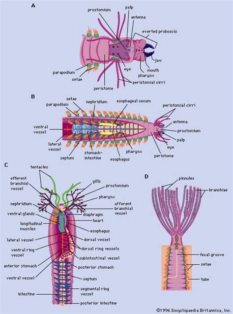 Annelid | invertebrate | Britannica.com