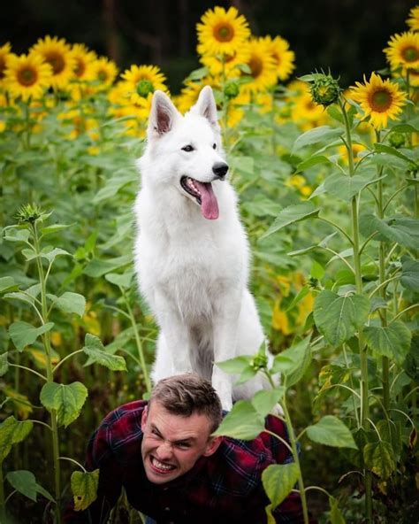 Dog Photoshoot With Sunflowers Goes Hilariously Wrong When The Dogs Realize How Tasty Flowers ...