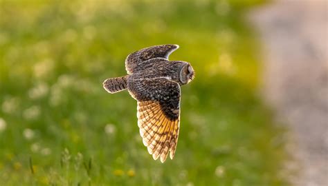 Long-eared Owl flying by while hunting : r/pics