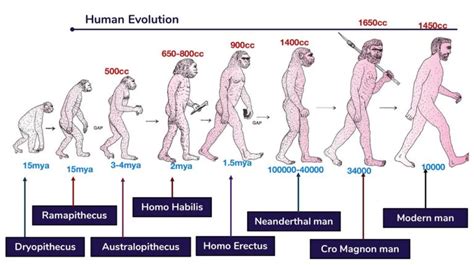 Course of evolution of modern man - Online Science Notes