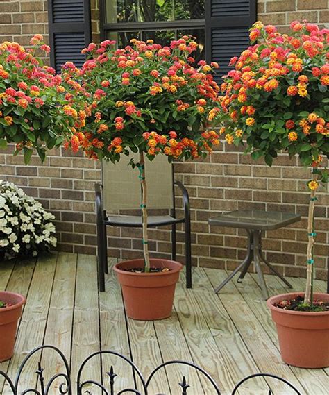 Live 'Confetti' Lantana Patio Tree | Patio trees, Patio plants, Potted trees