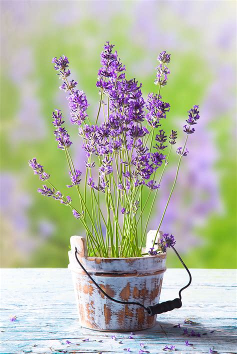 Planting Lavender With Roses - Lavender Plant