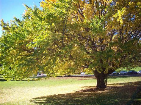 Large Tree In Park Free Stock Photo - Public Domain Pictures