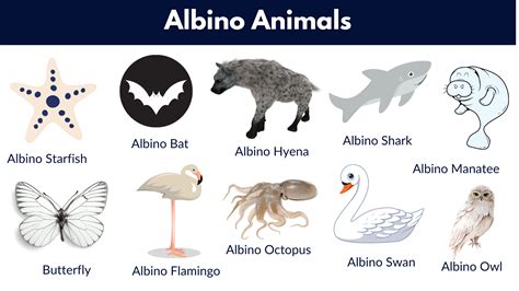 Albino Animals List | Pictures - GrammarVocab