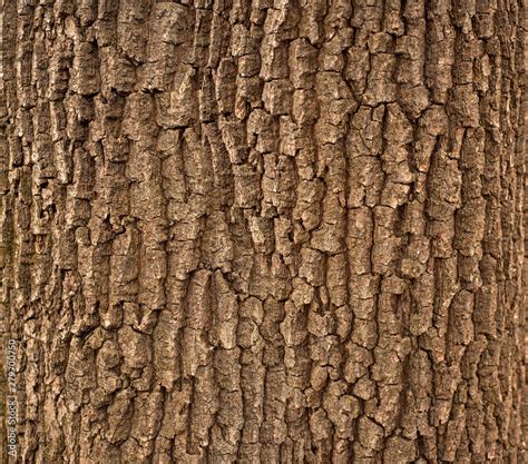 Foto de Relief texture of the brown bark of a tree with green moss on ...