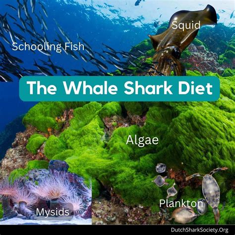 What Do Whale Sharks Eat? - Dutch Shark Society