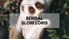 Bengal Slow Loris Facts and Information - Primates Park