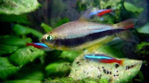 13 Awesome Types of Tetras: Complete Tetra Species Guide | BYA | Tetra fish, Tetra, Discus fish