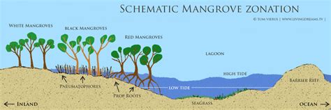 Red mangroves, Black Mangroves, White Mangroves in a typical pattern | Mangrove, Mangrove forest ...