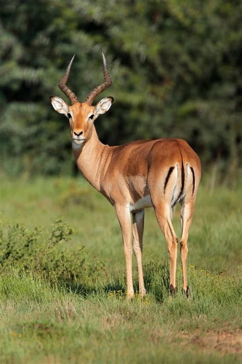 Impala Antelope in Natural Habitat Stock Photo - Image of antelope, wilderness: 252117380