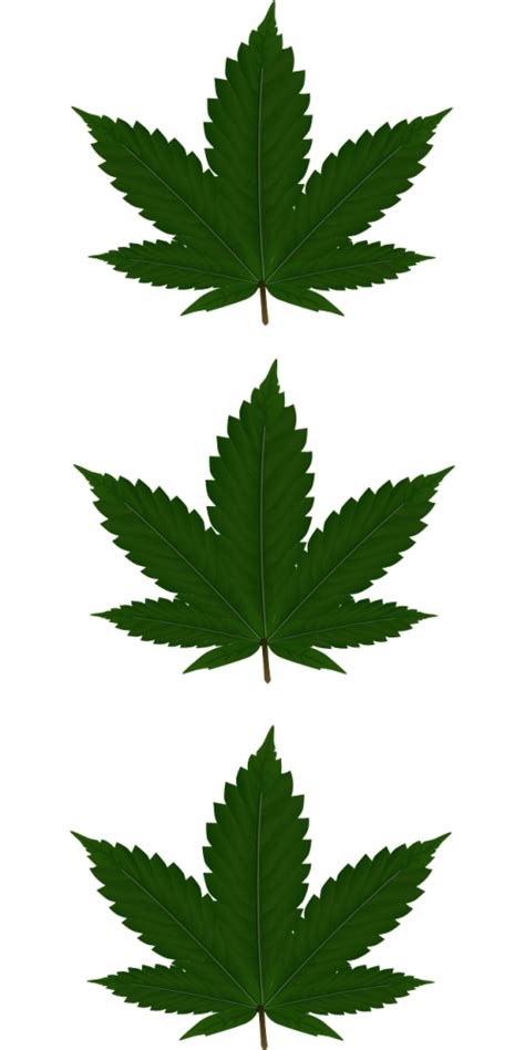 Cannabis,hemp,leaf,weed,reed - free image from needpix.com