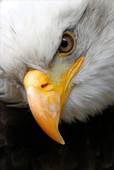 Trendy Eye Close Up Bald Eagle 28 Ideas | Bald eagle, Eagle, Eagles