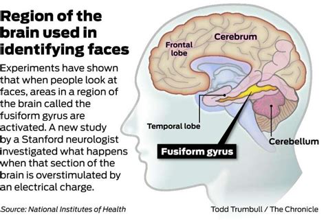 Study gives insight into facial recognition - SFGate