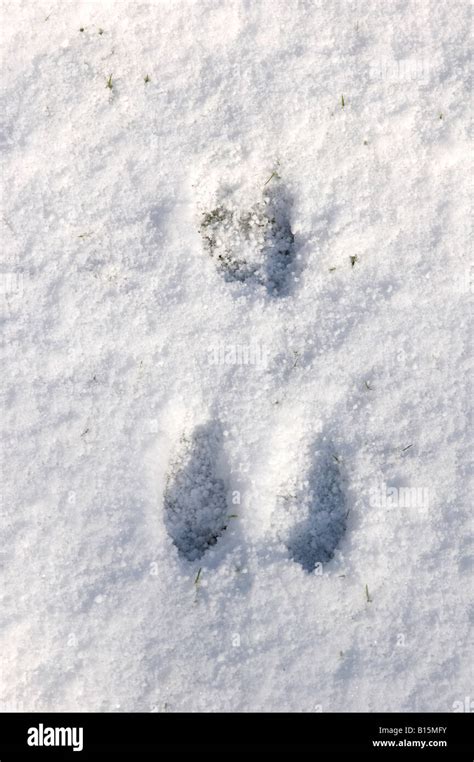 Rabbit footprints snow hi-res stock photography and images - Alamy