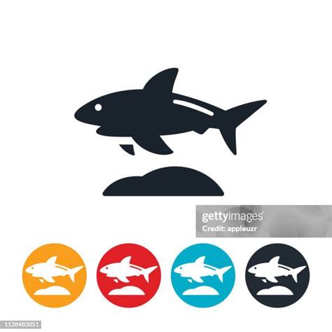 Bull Shark Vector Photos and Premium High Res Pictures - Getty Images