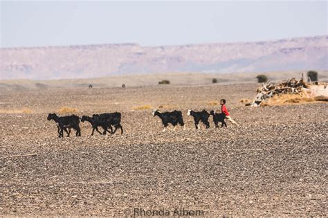 Bedouin Camp Visit in the Moroccan Sahara