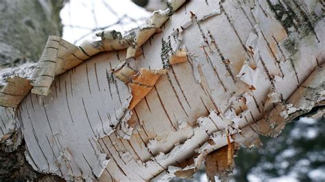 Why Does Birch Tree Bark Peel Off?