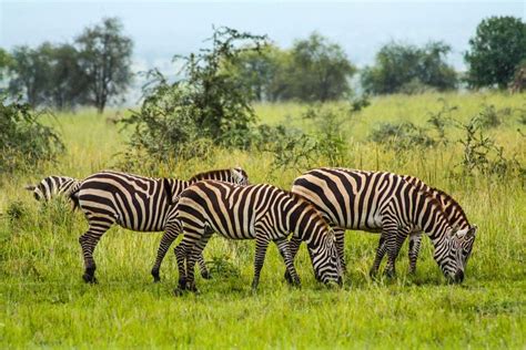 Zebras grazing in Kidepo Valley NP in northern Uganda by Gabriel Bouvier in 2020 | African ...