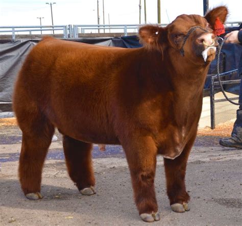 Matt Lautner Cattle Online Semen Sale | The Pulse