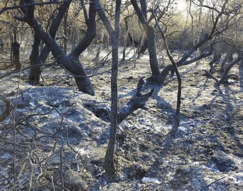 Northern Long-nosed Potoroo habitat at Wardell burnt by a wildfire on... | Download Scientific ...