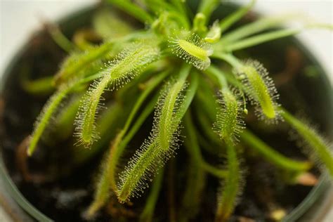 How to Grow and Care for Sundew Plants