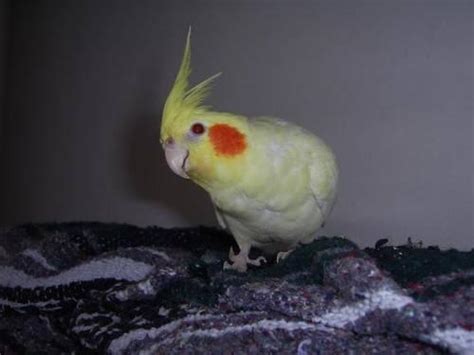 beautiful breeding female cockatiel for Sale in Dundee, New Jersey ...