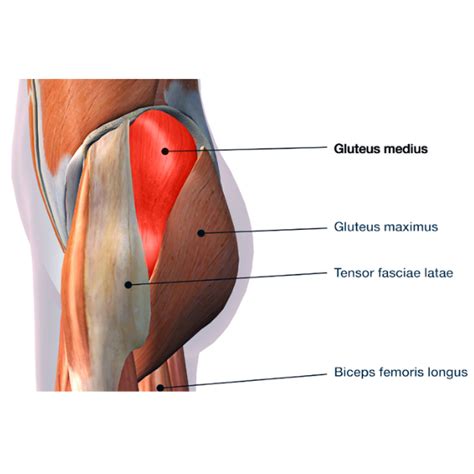 The Effect Weak Hip Abductors Can Have on Foot Pronation.