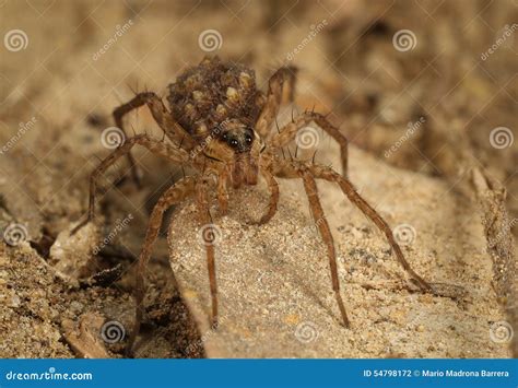 Wolf spider with babies stock photo. Image of arachnid - 54798172