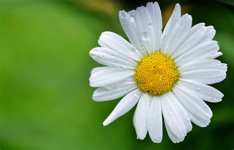 Daisy Wallpapers Images Photos Pictures Backgrounds