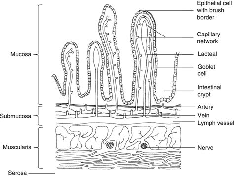 Physiology and function of the small intestine | Abdominal Key