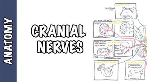 Anatomy - Cranial Nerves Overview - Medical Source