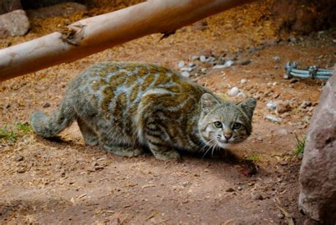 Andean Mountain Cat Facts | Cat’s Habitat, Diet, Distribution