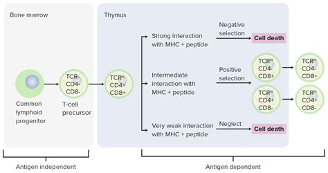 T Cell Differentiation