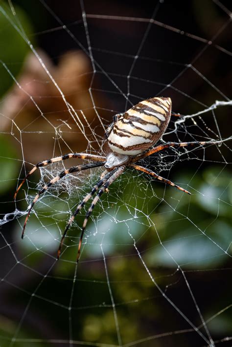 Brown Spider on Spider Web · Free Stock Photo