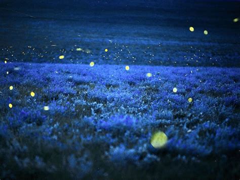 Fireflies At Night Hd