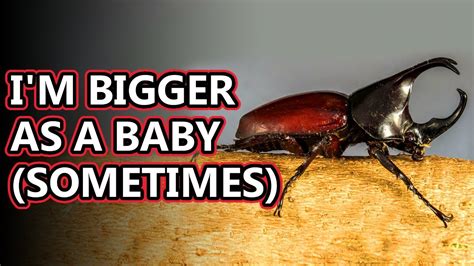 Rhinoceros Beetle Facts For Kids