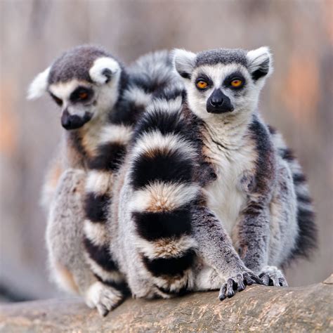 The Most Recognized Lemur Catta