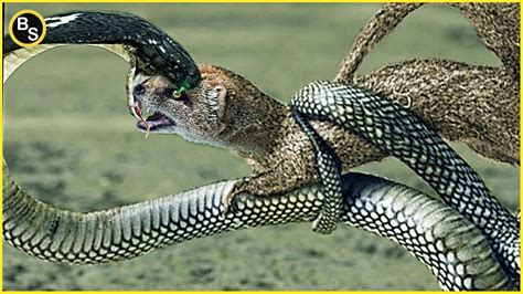 Snake's Biggest Enemies That Can Easily Kill King Cobra and Black Mamba ...