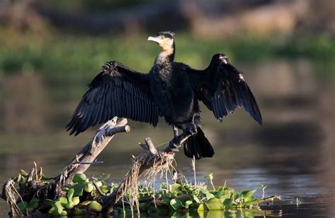 Great Cormorant - The Australian Museum