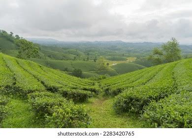 Aerial Top View Green Fresh Tea Stock Photo 2283420765 | Shutterstock