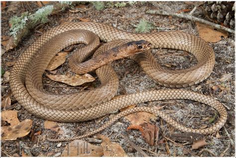 Eastern Coachwhip (Masticophis flagellum flagellum) | Flickr