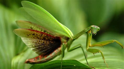 Mantis Religiosa | Fotos, Características, Tipos y Apareamiento ¿se pueden tener como mascota ...