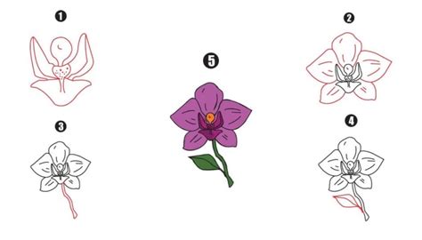 Orchid Drawing - A Step By Step Tutorial - Cool Drawing Idea