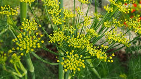 5 Best Fennel Companion Plants For Gardens (And 11 To Avoid)